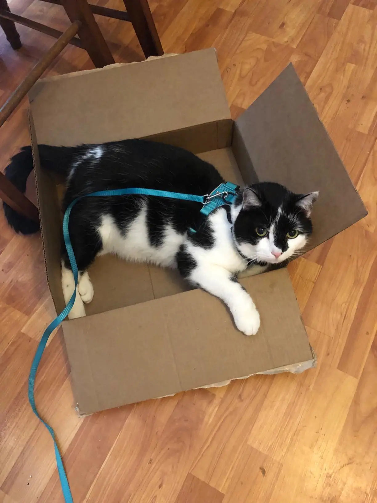 Escape-Proof Adjustable Cat Harness & Leash Set – Soft, Breathable Vest with Reflective Strips for Safe Walks