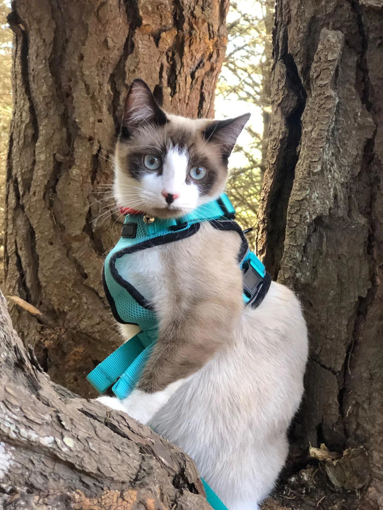 Escape-Proof Adjustable Cat Harness & Leash Set – Soft, Breathable Vest with Reflective Strips for Safe Walks